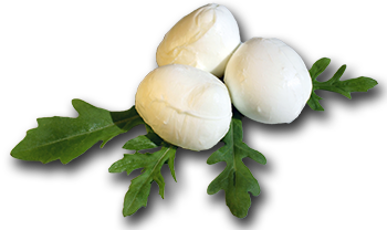 mozarella